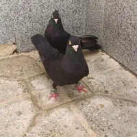 کبوتر سمیرم