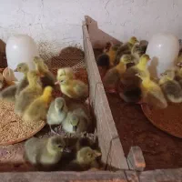 جوجه غاز|حیوانات مزرعه|آق قلا, |دیوار