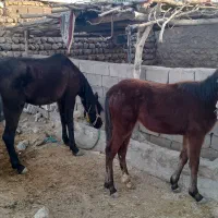 مادیون|اسب و تجهیزات اسبسواری|چگنی, |دیوار