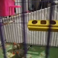 دو عدد فنج نر وماده تخم هم گذاشتن