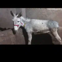 فروش‌یک‌عدد‌الاغ‌جوان‌