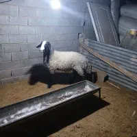 باسلام یک راس بره قوچ نر نژاد شال مست|حیوانات مزرعه|قزوین, |دیوار