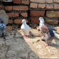 کبوتر|پرنده|گمیشان, |دیوار