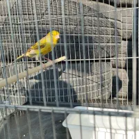 قناری نر مست|پرنده|قدس, شهرقدس|دیوار