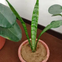 گل‌های زیبا|گل و گیاه طبیعی|شهرکرد, |دیوار