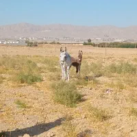 شیرالاغ فروشی