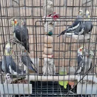 پرنده عروس بالغ|پرنده|رباطکریم, رباطکریم|دیوار