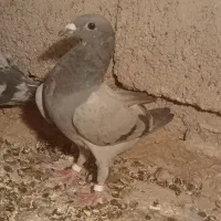 کفتر مسافتی|پرنده|صابری, |دیوار