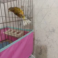 قناری ماده|پرنده|اردبیل, |دیوار