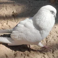 کبوتر پرشی