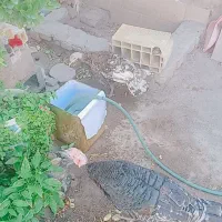 ۲عدد بوقلمون قیمت ۲میلیون .