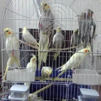 عروس هلندی