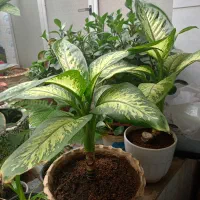 گیاه دیفن باخیا|گل و گیاه طبیعی|کرمان, |دیوار