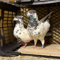 کفتر|پرنده|تهران, آهنگ|دیوار