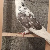 کبوتر پرشی|پرنده|بندر انزلی, خوش پیک|دیوار