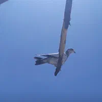کفتر گم شده
