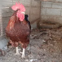 فروش خروس ردآیلند به همراه مرغ میکس رد آیلند