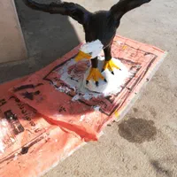 مجسمه عقاب و پنگوئن