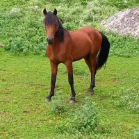 اسب