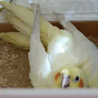 یک جفت پرنده دستی ، تخم گذار