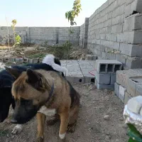 سگ آکیتا /نر|سگ|پاکدشت, پاکدشت (مامازند)|دیوار