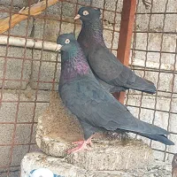 تعداد کبوتر سوسک ابادانی و دم سفید ...