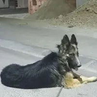 سگ ژرمن