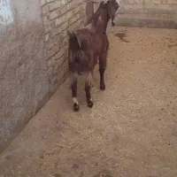 حیوانات