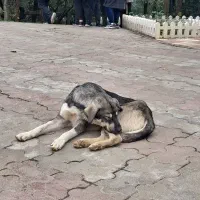 گمشده