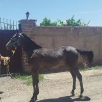 کره مادیان ترکمن کورسی