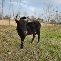 ورزا چالوسی گاو لیشه