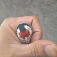 سهره نر|پرنده|قم, علی آباد سعدگان|دیوار