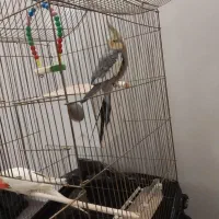 دوتا عروس هلندی بیگ سایز همراه قفس|پرنده|کهک, |دیوار