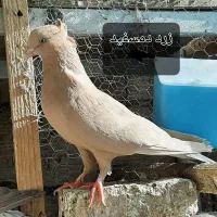 دمسفید آلمانی کله سینه راعبی ساتن