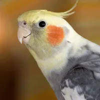 عروس هلندی ابلق گم شده