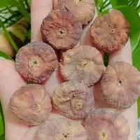 انجیر سیاه خشک