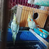 دوجفت عروس هلندی مولد