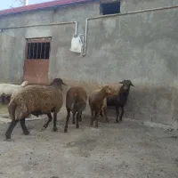 گوسفند نر گوشتی