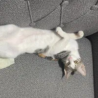 واگذاری گربه ماده رایگان