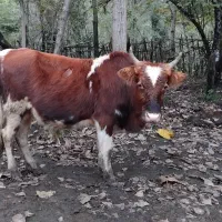 فروش کل محلی