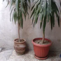 درختچه زینتی