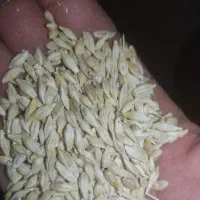 جو آبی