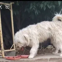 سگ اشپیدز ف ۱