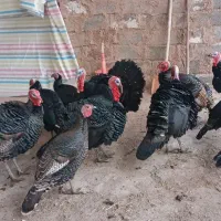 بوقلمون نر و ماده