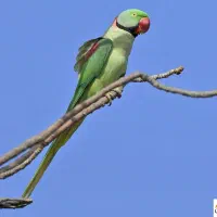 شاه طوطی نر