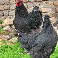تخم مرغ نطفه دار برهما بلک و بلو