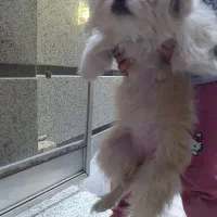 سگ پامر|سگ|قم, زاویه|دیوار