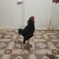 سه عدد جوجه لاری درجه یک از نژاد اصل|حیوانات مزرعه|شاهین دژ, |دیوار