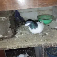 کفتر|پرنده|گلبهار, شهر جدید گلبهار|دیوار