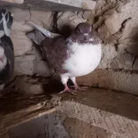 پنج کبوتر ملاقی